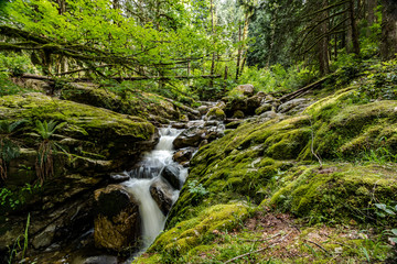 Creek flowing through forest 