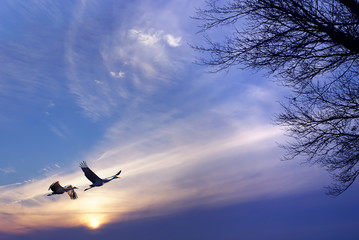 Birds flying at sunrise or sunrise rural landscape
