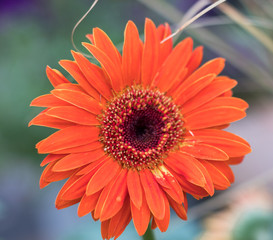 Red Gerbera Daisy