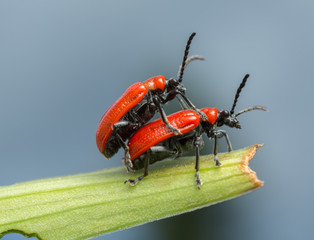 Mating scarlet lily beetles, Lilioceris lilii on lily leaf