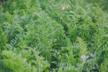 Carrots greens. Leaf of carrots.