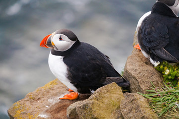 Atlantic Puffin in Latrabjarg cliffs, Iceland.