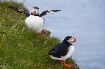 Atlantic Puffin in Latrabjarg cliffs, Iceland.
