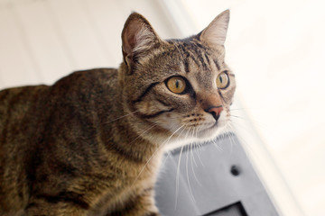 The cat with a curious look