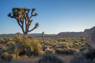 Blue Sky behind joshua trees