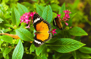 The Butterfly and flower in public park, Background,garden