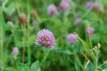 Clover. Clover flower. It is a lot of clover.