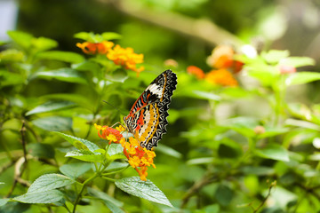 Obraz premium The Butterfly and flower in public park, Background,garden