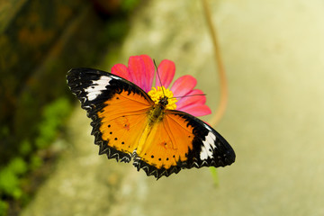 The Butterfly and flower in public park, Background,garden