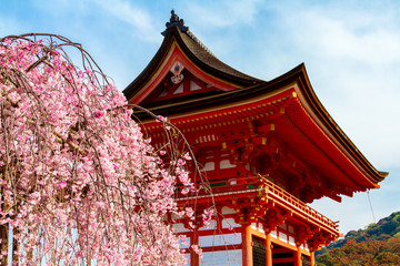 清水寺の桜
