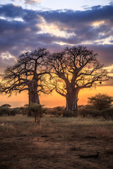 Fototapeta na wymiar Baobab Trees at Sunset, Tanzania