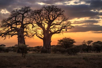 Fotobehang Baobabbomen bij zonsondergang, Tanzania © Gary
