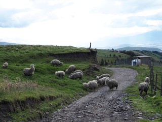 Obraz premium Chute d'eau à Peluche Otavalo en EQUATEUR