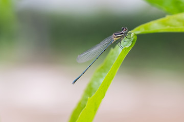 dragonfly
