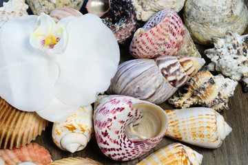 Orchid blossom on a cluster of seashell background