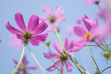 Beautiful pink or purple cosmos (Cosmos Bipinnatus) flowers garden in soft focus at the park with blurred cosmos flower on blue sky, selective focus