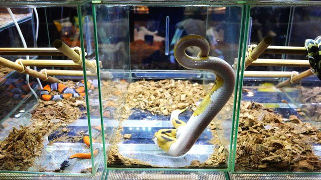 A long snake rises in the terrarium bending its body like a spring