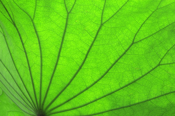 close up on green lotus leaf texture