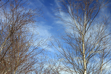 Trees Against Sky