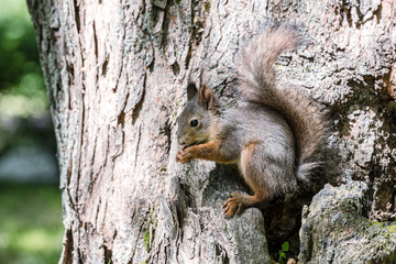 Naklejka na ściany i meble red fluffy squirrel on tree trunk in park eating nut in summer day
