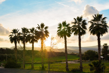 Fototapeta na wymiar silhouettes of palm trees on sunset