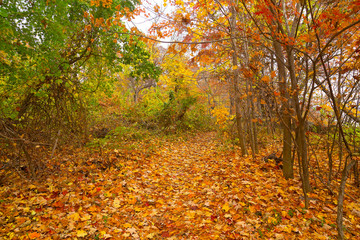 Obraz premium A walkway that covered by fallen leaves in autumn forest. Colorful forest landscape in the fall.