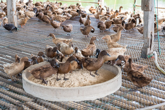 Duck eating food in farm, traditional farming.