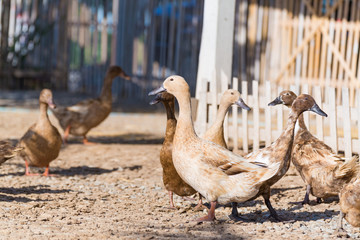 Ducks in farm, traditional farming in Thailand