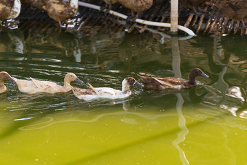Duck in farm, eat and swimming in marsh