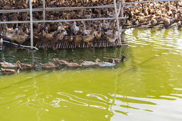 Duck in farm, eat and swimming in marsh