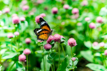 Butterfly on flowers