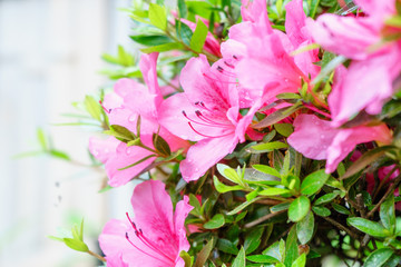 雨に濡れたツツジの花