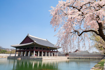 Gyeongbokgung in spring with cherry blossom