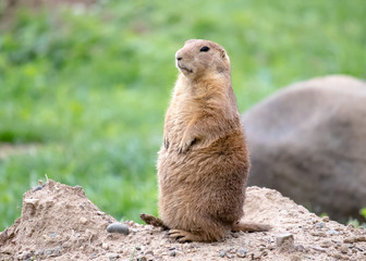 Standing prairie dog on alert