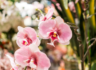 Artificial pink orchid flowers with yellow pollen close up on blurred background