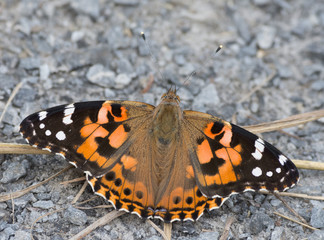 Painted Lady Butterfly