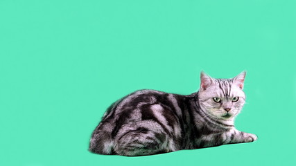 LOLO is an american short hair cat. Cat's sitting on the green screen. Male cat with silver or gray color and classic tabby pattern. © pchoti