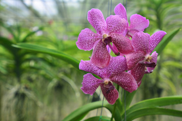 Orchid Vanda in the Farm - Queen of orchids - Orchids are export business products of Thailand that make a lot of money - Beautiful orchid flower in the garden at winter