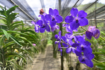 Orchid Vanda in the Farm - Queen of orchids - Orchids are export business products of Thailand that make a lot of money - Beautiful orchid flower in the garden at winter