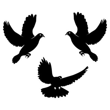 Black dove. Icon isolated on white.  logo template set