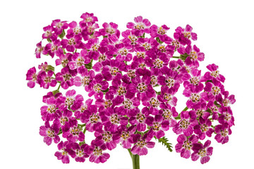 Flowers of yarrow, lat. Achillea millefolium, isolated on white background © kostiuchenko