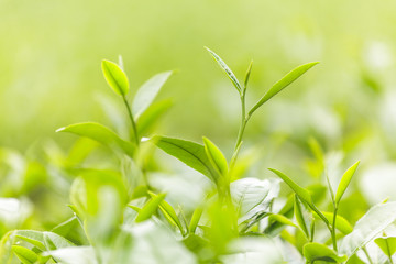Beautiful of Tea plantation at sunrise