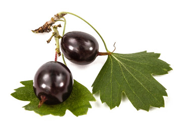 Currant black berries isolated on white background
