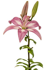 Flower of a pink lily, isolated on white background