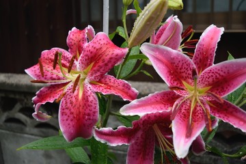 ユリ：スターゲイザ