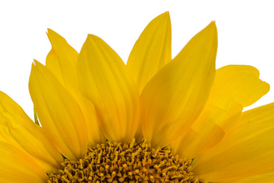 Sunflower closeup isolated on white background
