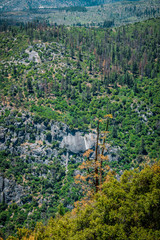 Coniferous forests and cliffs, Yosemite National Park