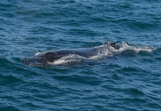 Humpback Whale Close-up (Megaptera novaeangliae) - Port Stephens, Australia