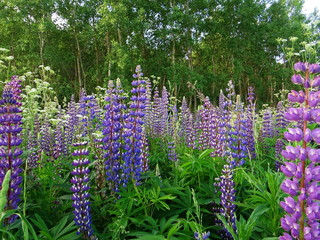 Obraz premium Purple , yellow , white wildflowers , early morning.