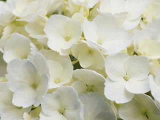 紫陽花の白い花